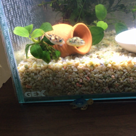チュウの画像
