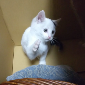 仔猫動画の画像