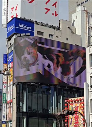 人間ドックと巨大猫の記事動画