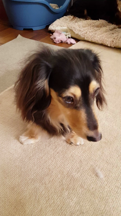 今日は愛犬の日の記事動画