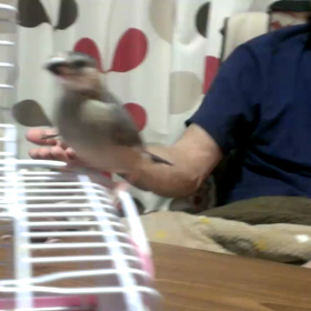 ますます可愛い雛ちゃんですの画像