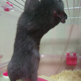脱出をこころみるが…の画像