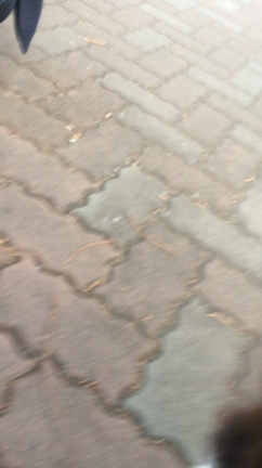 ねこのきもち くろだくん むーびー。の記事動画