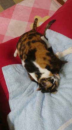 ”三毛猫しすたーず￣(=∵=)￣”の続き★の記事動画