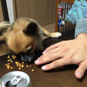 チワワとおっさんのバトルの画像