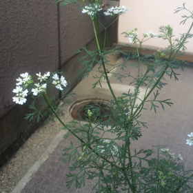 パクチーに咲くの画像