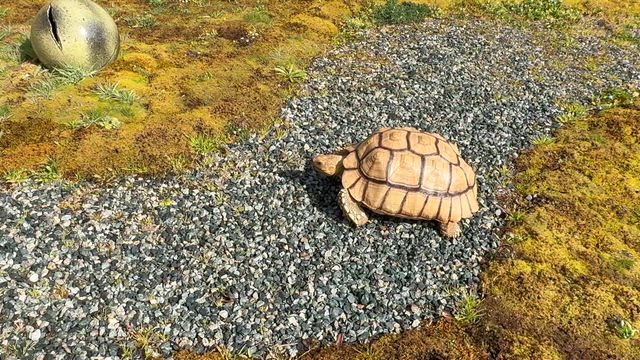 赤磐市でトリマーさんを募集中！小竹は沖縄で色々学んできましたよの記事動画