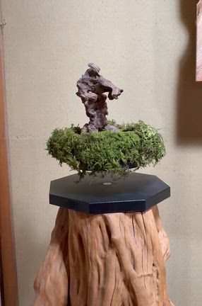 魔法使いに僕はなる！！　新しい苔アートを製作中の小竹です。の記事動画