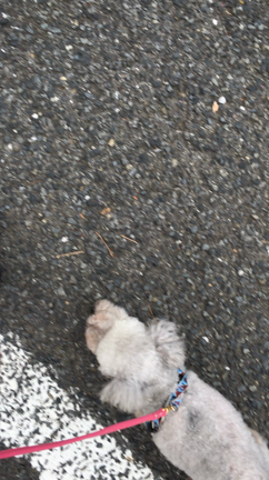 邪魔やぞの記事動画