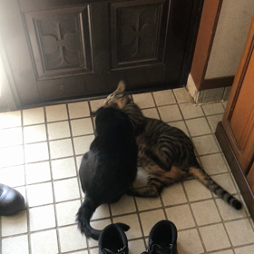 実家の猫の画像