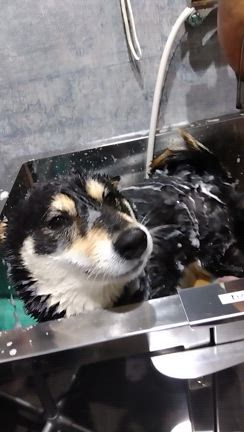 急遽、シャンプーへ！の記事動画