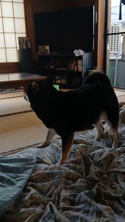 今日のワンコの記事動画