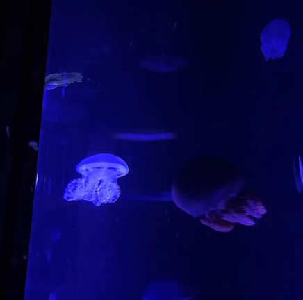 サンシャイン水族館とアクアパークの記事動画