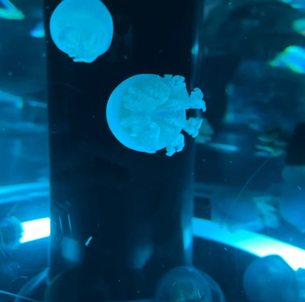 サンシャイン水族館とアクアパークの記事動画