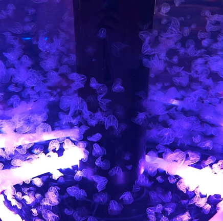 サンシャイン水族館とアクアパークの記事動画