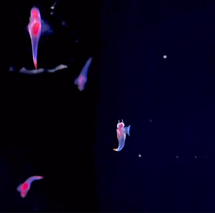 サンシャイン水族館とアクアパークの記事動画