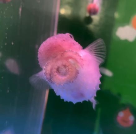 ノシャップ寒流水族館の記事動画