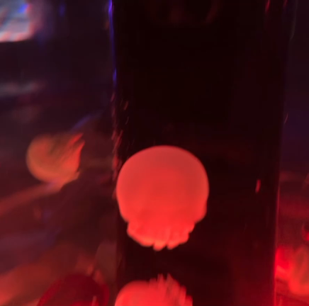サンシャイン水族館とアクアパークの記事動画