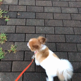 早い時間の散歩の画像