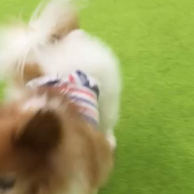 ドックランラン^_^の画像