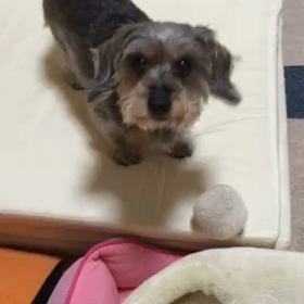 おしゃべりの画像