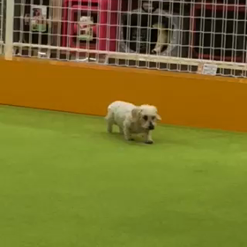 ドックランランの画像