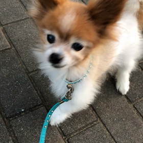 甲状腺のお薬の画像