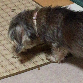 今日もの画像