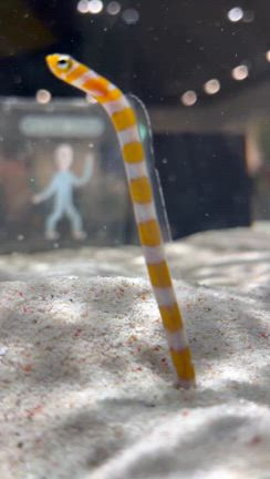 オススメの記事動画