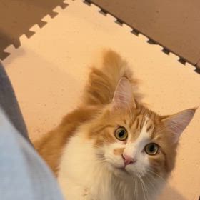 イロハ３歳の画像