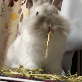 こまるが急変の画像