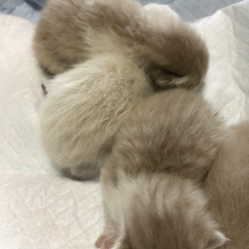 子猫たちの近況②のサムネイル画像