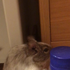 可愛い忍者？忍デグー？（笑）の画像