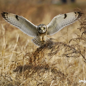 22.2.14 コミミズクの着地から飛び出しまでの画像