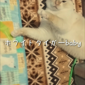 おうちで動物園気分♪の画像
