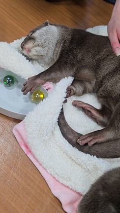 ペットを飼ってる人ほど動物にチョロい〜2026年東京編④（とん八亭、かわうそ幼稚園コツメイト）の記事動画