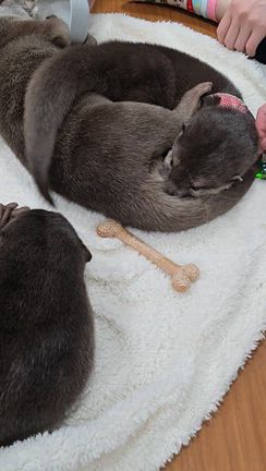 ペットを飼ってる人ほど動物にチョロい〜2026年東京編④（とん八亭、かわうそ幼稚園コツメイト）の記事動画