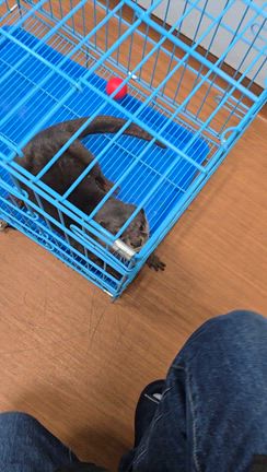 ペットを飼ってる人ほど動物にチョロい〜2026年東京編④（とん八亭、かわうそ幼稚園コツメイト）の記事動画