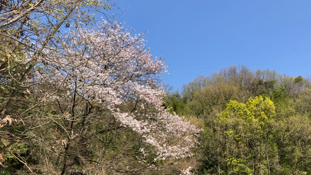高松のオキオリーブ園で癒された１日。(*´Д｀*)の記事動画