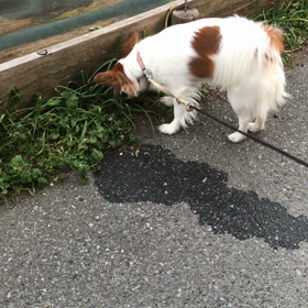 二足歩行で…の画像