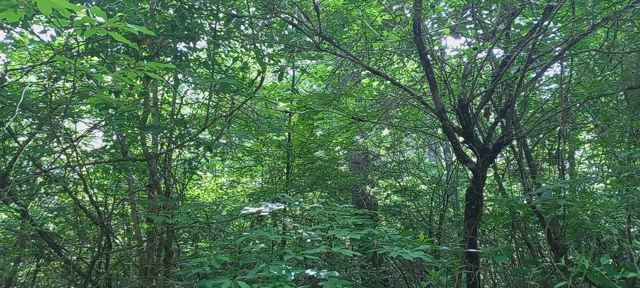 はがゆい季節になりました。(富士山北麓：25/06/01)の記事動画