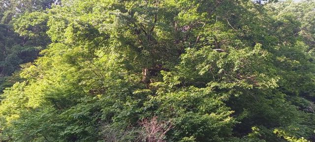 初めての新潟鳥見。(松之山：25/06/07)の記事動画