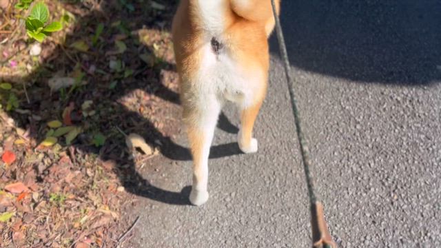 日本犬の記事動画
