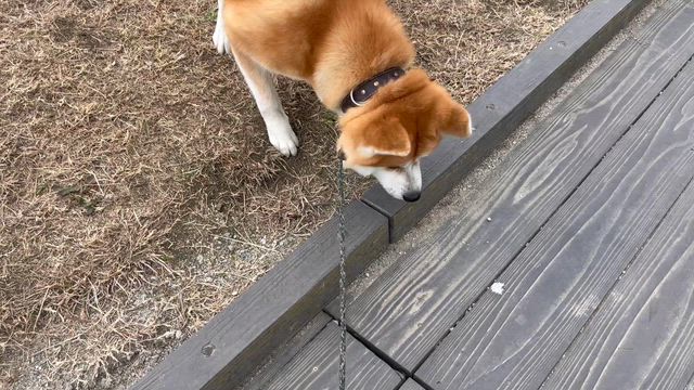 日本犬の記事動画