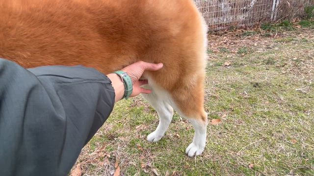 日本犬の記事動画