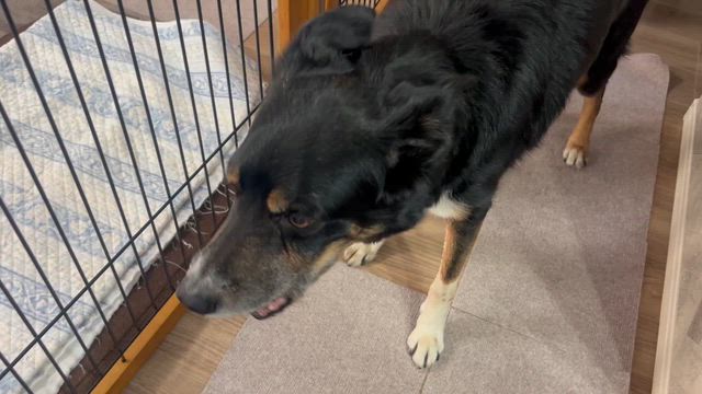 性欲の記事動画