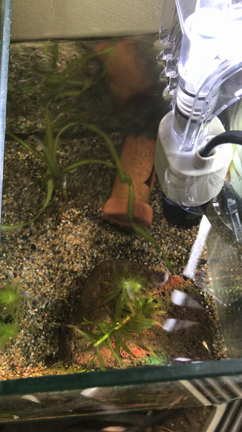 メダカと観葉植物の記事動画