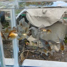 天目錦(透明鱗青文魚)の画像