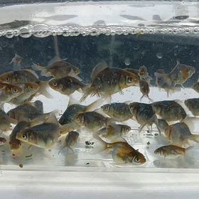 天目錦(銀鱗青文魚)の画像