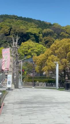 今年最後の桜の記事動画